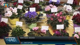 Виставка фіалок