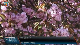 Час цвітіння