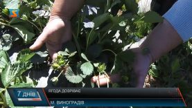 Ягода дозріває