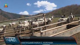 Овечі будні