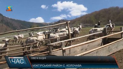 Овечі будні