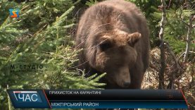 Прихисток на карантині