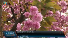 Сезон сакур стартував!