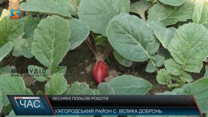 Весняно – польові роботи