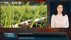 Гірський делікатес