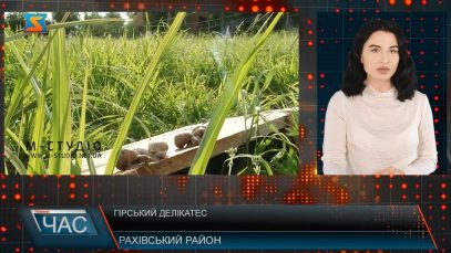 Гірський делікатес