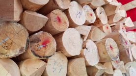 На Закарпатті прикордонники викрили спробу незаконного вивезення деревини
