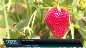 Збір врожаю