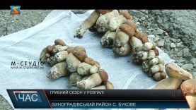 Грибний сезон у розпалі