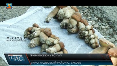 Грибний сезон у розпалі