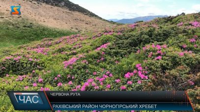 Червона рута