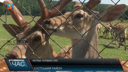 Ферма плямистих