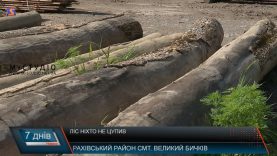 Ліс ніхто не цупив