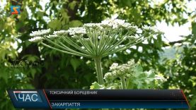 Токсичний борщівник