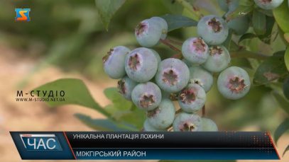 Унікальна плантація лохини