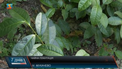 Чайна плантація. Мукачівська родзинка