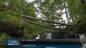 День працівників лісу. Зберегти зелені легені Карпат