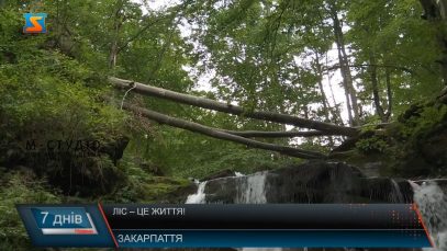 День працівників лісу. Зберегти зелені легені Карпат