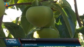 Екзотика на Закарпатті. Сад хурми