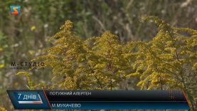 Потужний алерген. Амброзія – сучасна біда