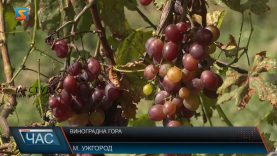 Виноградна гора. Туристична принада Ужгорода