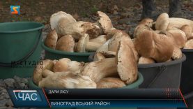 Дари лісу. Грибний сезон