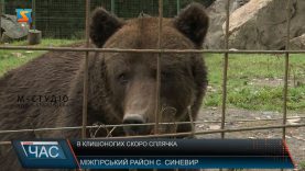 В клишоногих скоро сплячка