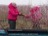 Рослинництво взимку. Догляд за кущами лохини