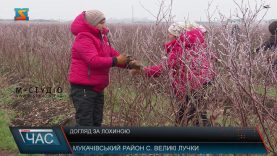 Рослинництво взимку. Догляд за кущами лохини