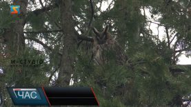 «Вухаті» пернаті