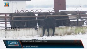 Карпатський символ. Буйволячий матріархат