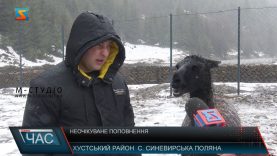 Неочікуване поповнення