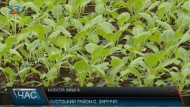 Овочівництво взимку. Вирощування ранньої городини