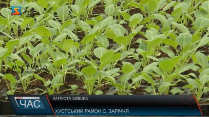 Овочівництво взимку. Вирощування ранньої городини