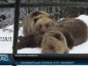 Ведмежа зимівля. Не залягли у зимову сплячку
