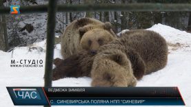 Ведмежа зимівля. Не залягли у зимову сплячку