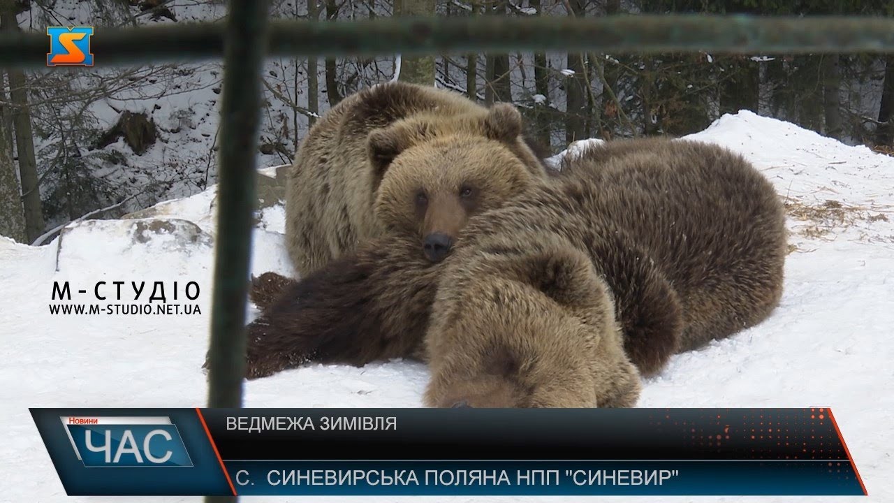 Ведмежа зимівля. Не залягли у зимову сплячку