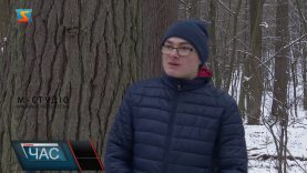 Веймутові сосни