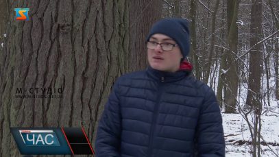 Веймутові сосни