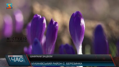 Перші квіти. Весна настала