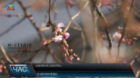 «Шалена сакура». Рожеве цвітіння