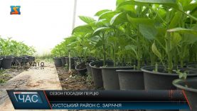 Сезон посадки перцю. Закарпатська культура