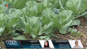 Тепличний урожай