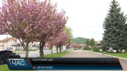 Цвітіння сакур