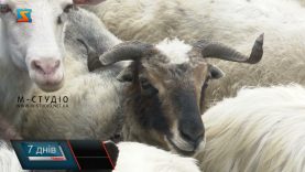 Традиційне свято вівчарів