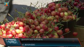 Цьогоріч без черешень. Причини втрати врожаю