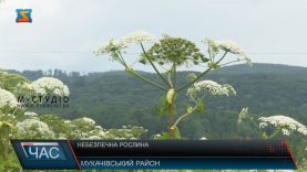 Небезпечна рослина. Знищити борщівник