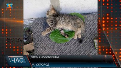 Нелюдська жорстокість. Закатовані тварини