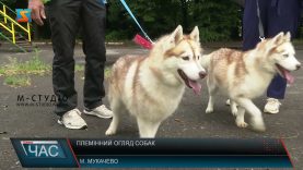 Племінний огляд собак. Зоотехнічний захід