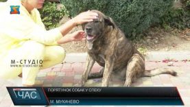 Порятунок собак у спеку. Вберегти від смерті